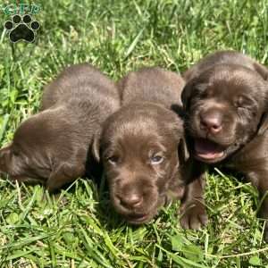 Lila, Chocolate Labrador Retriever Puppy