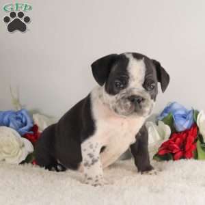Black Diamond, English Bulldog Puppy