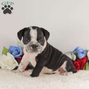 Black Diamond, English Bulldog Puppy