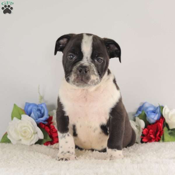 Midnight Bandit, English Bulldog Puppy
