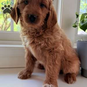 Tucker, Mini Goldendoodle Puppy