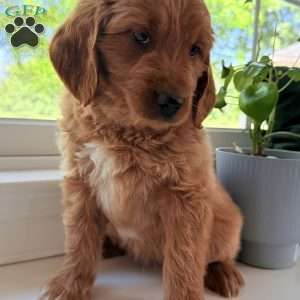 Tucker, Mini Goldendoodle Puppy