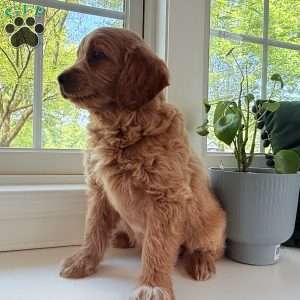 Tucker, Mini Goldendoodle Puppy