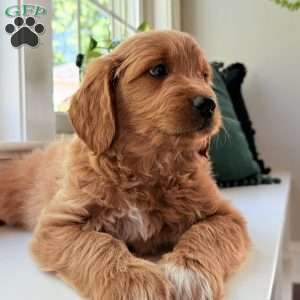 Tucker, Mini Goldendoodle Puppy