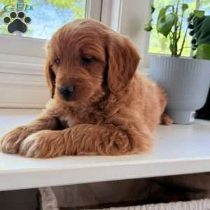 Tucker, Mini Goldendoodle Puppy