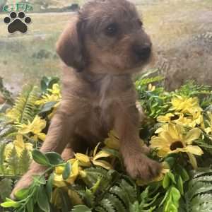 Bitzy, Miniature Australian Shepherd Puppy