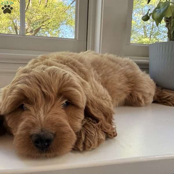 Flynn, Mini Goldendoodle Puppy