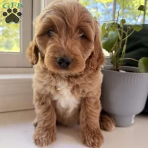 Flynn, Mini Goldendoodle Puppy