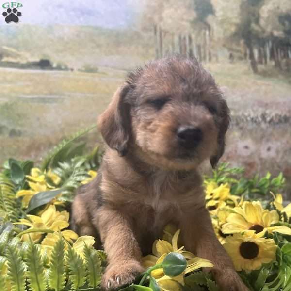 Bitzy, Miniature Australian Shepherd Puppy