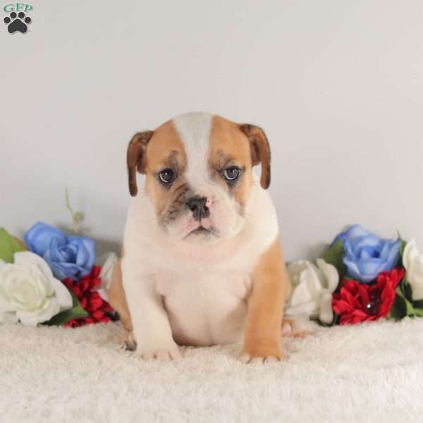 Miss A-dora-bull, English Bulldog Puppy
