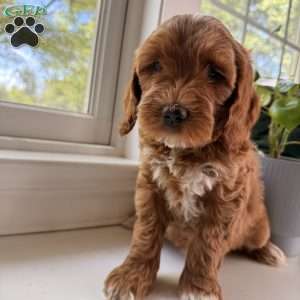 Lucy, Mini Goldendoodle Puppy