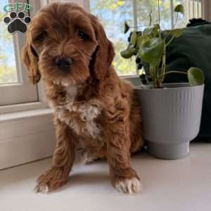 Lucy, Mini Goldendoodle Puppy