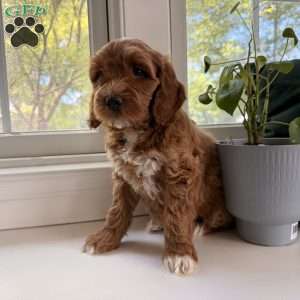 Lucy, Mini Goldendoodle Puppy