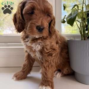Lucy, Mini Goldendoodle Puppy