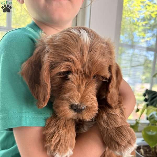 Lucy, Mini Goldendoodle Puppy
