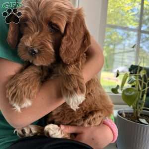 Lucy, Mini Goldendoodle Puppy