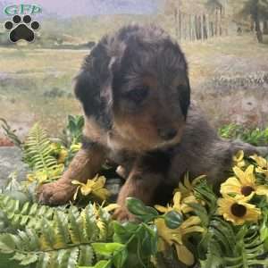 Bertha, Miniature Australian Shepherd Puppy