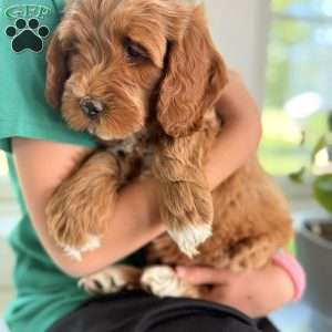 Lucy, Mini Goldendoodle Puppy