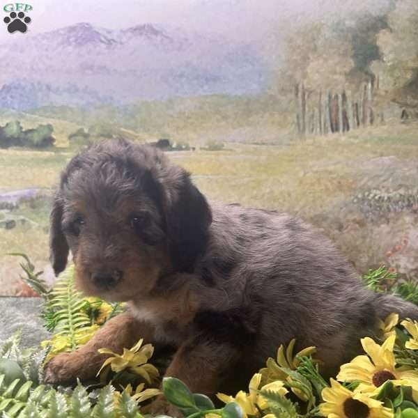 Bertha, Miniature Australian Shepherd Puppy
