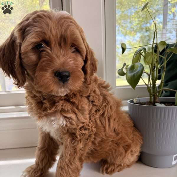 Gale, Mini Goldendoodle Puppy