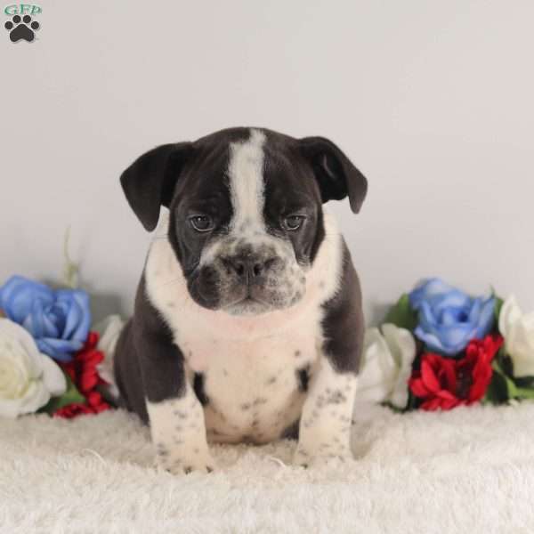 Miss Rock Star, English Bulldog Puppy