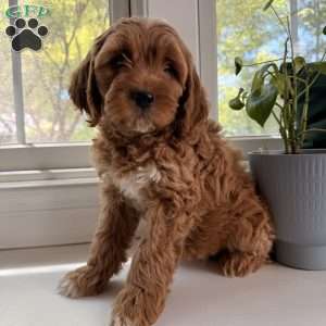 Gale, Mini Goldendoodle Puppy