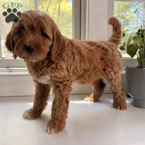 Gale, Mini Goldendoodle Puppy