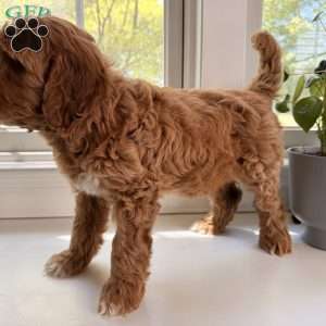 Gale, Mini Goldendoodle Puppy