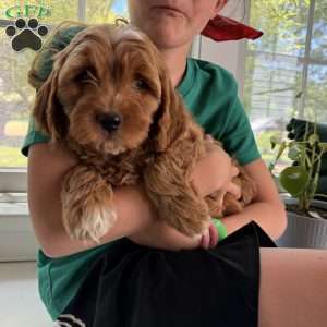 Gale, Mini Goldendoodle Puppy