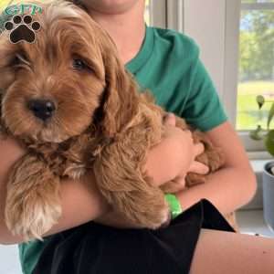 Gale, Mini Goldendoodle Puppy