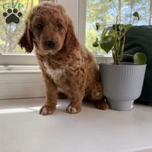 Tess, Mini Goldendoodle Puppy