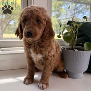 Tess, Mini Goldendoodle Puppy