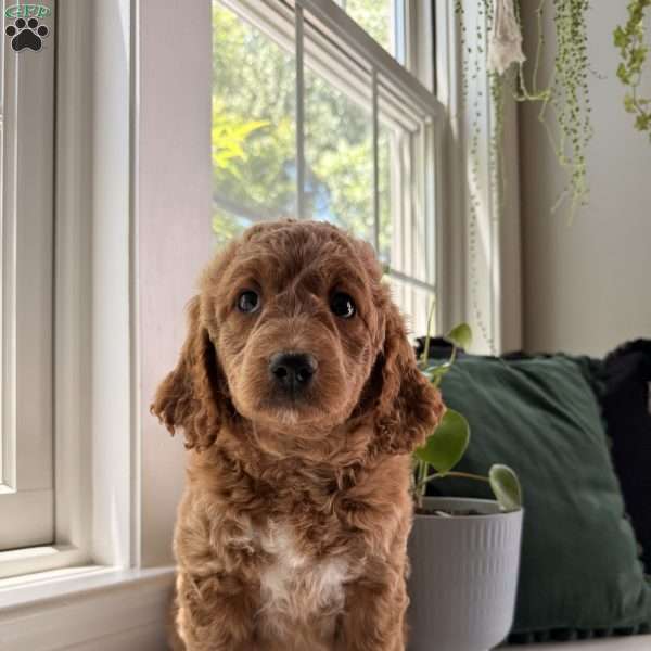 Tess, Mini Goldendoodle Puppy