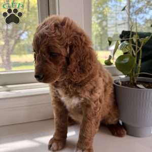 Tess, Mini Goldendoodle Puppy