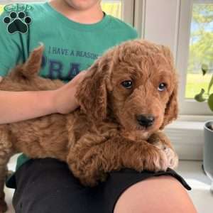 Tess, Mini Goldendoodle Puppy