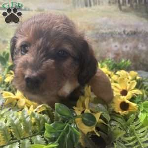 Blossom, Miniature Australian Shepherd Puppy