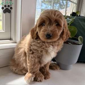 Flynn, Mini Goldendoodle Puppy