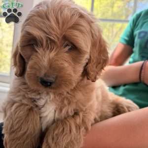 Flynn, Mini Goldendoodle Puppy