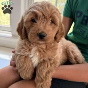 Flynn, Mini Goldendoodle Puppy