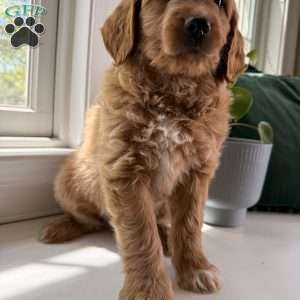Tucker, Mini Goldendoodle Puppy