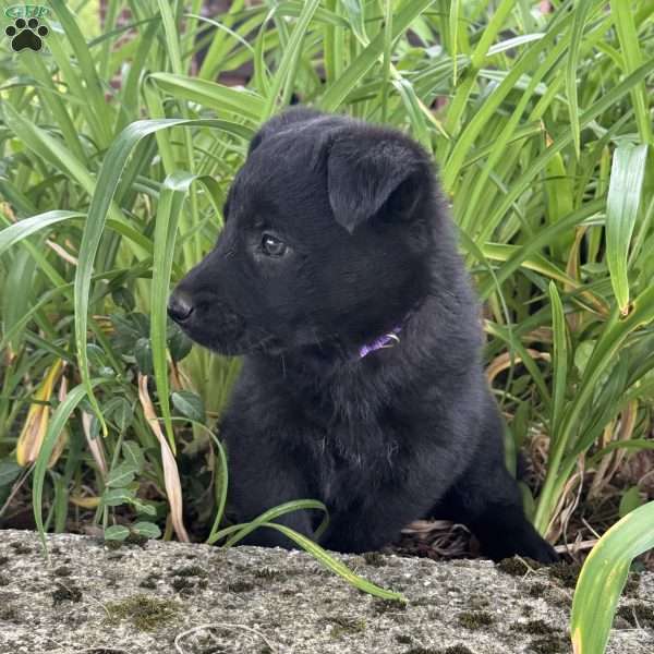 Purple, German Shepherd Mix Puppy