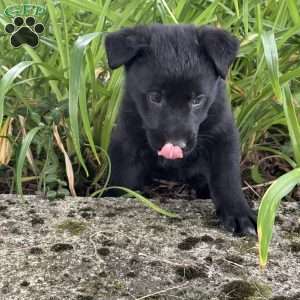 Purple, German Shepherd Mix Puppy