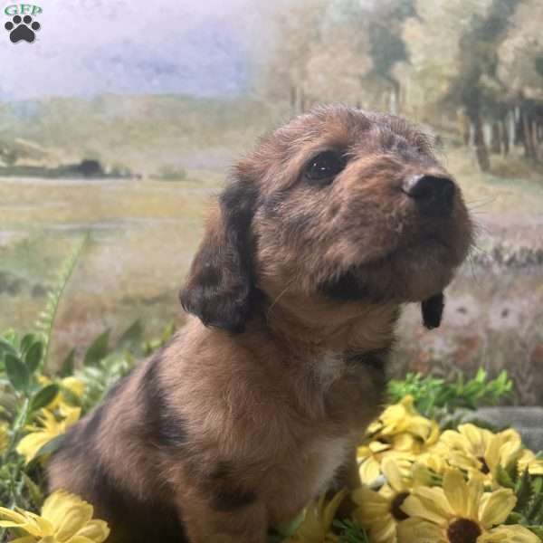 Blossom, Miniature Australian Shepherd Puppy