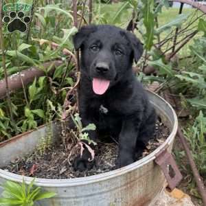 Green, German Shepherd Mix Puppy