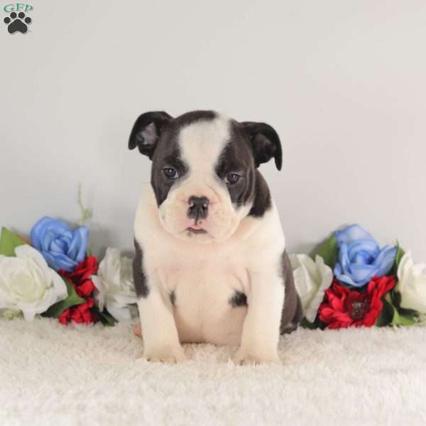 Miss Twilight, English Bulldog Puppy