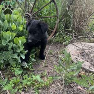 Cream, German Shepherd Mix Puppy