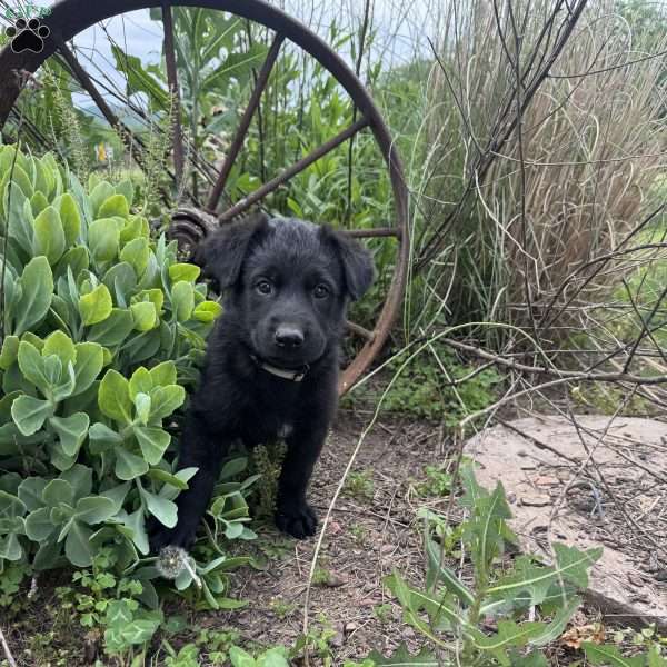 Cream, German Shepherd Mix Puppy