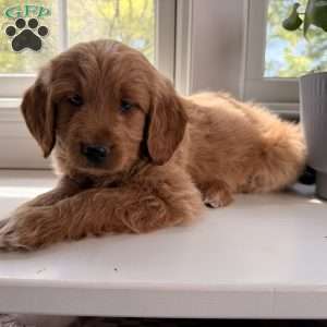 Tucker, Mini Goldendoodle Puppy