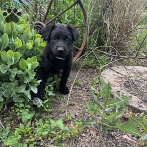 Cream, German Shepherd Mix Puppy