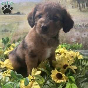 Blossom, Miniature Australian Shepherd Puppy
